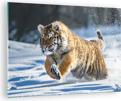 Produktbild von Bilder auf glas - tiger tier - 70x50cm - Glasbilder - Wandbilder - Bilder - Kunstdruck - zum Aufhängen bereit - Wanddekoration aus Glas - Glas Bilder - Wandbild auf Glas - Einteilig - GAA70x50-3928