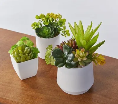 Immagine prodotto di Piante decorative Kunstvet Mini per il soggiorno