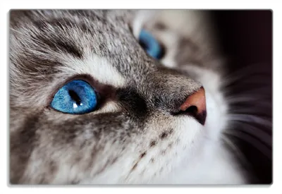 Produktbild von Wallario Frühstücksbrettchen aus Glas 20 x 30 cm mit rutschfesten Füßen, Motiv Katze mit strahlend blauen Augen