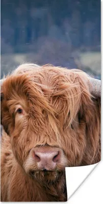 Produktbild von MuchoWow® Poster Schottischer Highlander - Hörner - Berg 60x120 cm - Wandschmuck