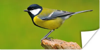 Produktbild von MuchoWow® Poster Vogel - Kohlmeise - Tiere - Grün 120x60 cm - Bild