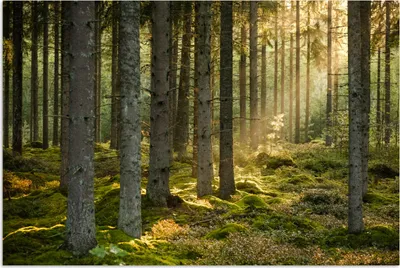 Produktbild von MuchoWow® Poster Wald - Baum - Sonne 120x80 cm - Bilder