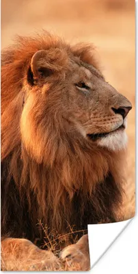 Produktbild von MuchoWow® Poster Sonne - Löwe - Jagd 20x40 cm - Plakat - Foto