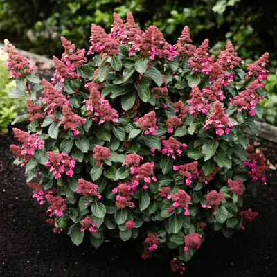 Produktbild von Rispenhortensie Hydrangea paniculata Living Infinity winterhart weiß 3 Pflanzen