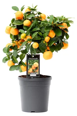 Produktbild von Zitrus-Kalamondin - 30-40cm - Ø15cm - Gartenpflanze