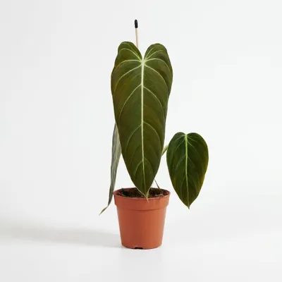 Produktbild von Philodendron Melanochrysum, Baumfreund, 30-35 cm, Topf 12 cm, KI-generiertes Bild