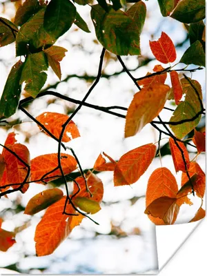 Produktbild von MuchoWow® Poster Herbst - Blätter - Landleben - Jahreszeiten 120x160 cm - Wandbilder