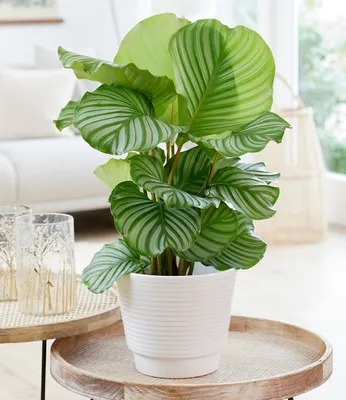 Produktbild von BALDUR Garten 1x Calathea orbifolia, Pflanze im 17 cm-Topf, pflegeleicht, immergrün, luftreinigende Zimmerpflanze, Korbmarante, Grünpflanze, exotisch und ungiftig, für Wohnräume und Büro