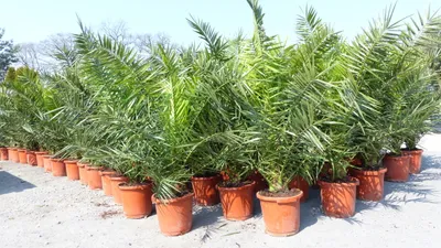 Produktbild von 2 Stück Palme XXL 160 cm Phoenix canariensis, kanarische Dattelpalme, winterhart