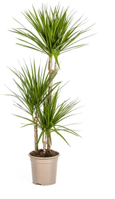 Produktbild von Dracaena Marginata Green Ø21cm - ↕120cm