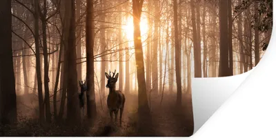 Produktbild von MuchoWow® Wandtattoo Wandsticker Wandaufkleber Wald - Hirsche - Sonne - Bäume - Winter - Natur - Tiere 40x20 cm Selbstklebend und Repositionierbar - Aufkleber