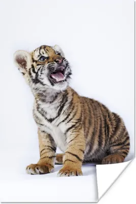 Produktbild von MuchoWow® Poster Tiger - Jungtier - Tier 120x180 cm - Kunstposter