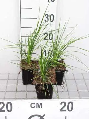 Produktbild von 6 x  Deschampsia cesp. 'Goldtau' - Schmiele Goldtau - Topf 9 x 9 cm