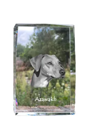 Obrázok produktu pre Art-Dog Fotorámik – Azawakh