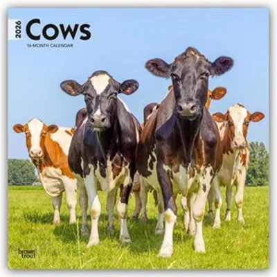 Produktbild von Cows - Kühe 2026 - 16-Monatskalender