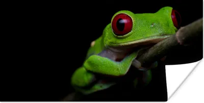 Produktbild von MuchoWow® Poster Rotäugiger Quecksilberfrosch auf schwarzem Hintergrund 40x20 cm - Poster für die Wand - Poster Schlafzimmer
