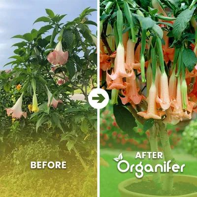 Produktbild von Engelstrompete Flüssigdünger 2x1L – 3-4-3 NPK – Flüssigdünger Für Blühpflanzen – Fördert Stiele & Vitalität – Organifer