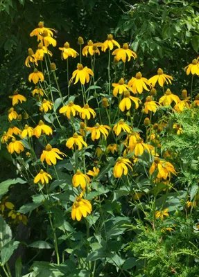 Produktbild von Rudbeckia nitida 'Juligold', Sonnenhut, gelb, ca. 11x11 cm Topf