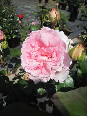 Produktbild von Rosa Alexandra Princess de Luxembourg ® - Strauchrose ® - Kordes Rose