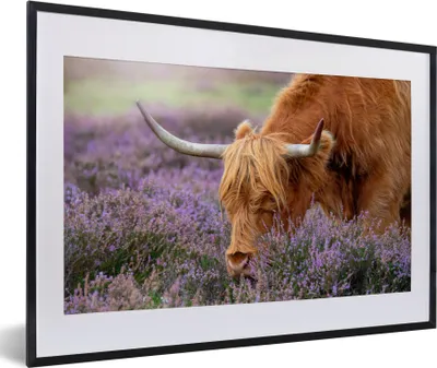 Produktbild von MuchoWow® Gerahmtes Poster Schottische Highlander - Tiere - Heide 60x40 cm - Poster mit Schwarzem Bilderrahmen Wandposter Rahmen Foto Bilder - Schlafzimmer - Plakat in Rahmen - Drucken