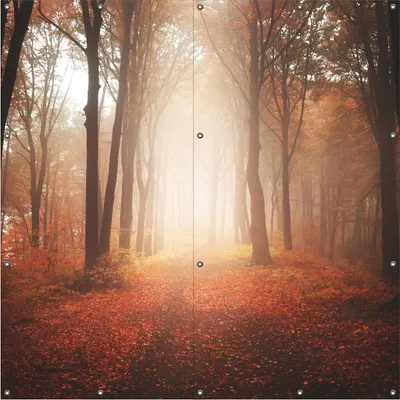 Produktbild von Wallario Outdoor-Poster für Garten oder Balkon, Motiv Herbstwald - Weg zu einer Lichtung im Wald, in ca. 180 x 180 cm
