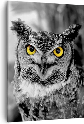 Produktbild von Bild auf Leinwand - Leinwandbild - Einteilig - Eule Vogel Natur - 50x70cm - Wand Bild - Wanddeko - Wandbilder - Leinwanddruck - Kunstdruck - Wanddekoration - Leinwand bilder - Wandbild - PA50x70-1318