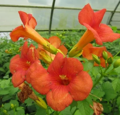 Produktbild von Campsis Grandiflora - Trompetenblume