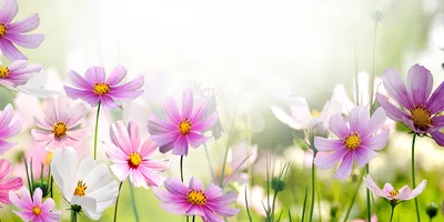 Produktbild von Tulup Glas-Bild -140x70- Wandkunst Dekorative Wand für Küche & Wohnzimmer - Blumen & Pflanzen - Blumen auf Wiese - Rosa