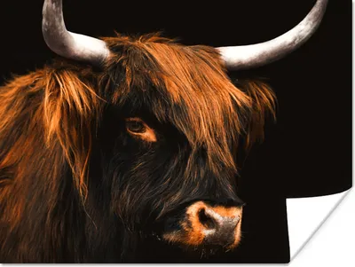 Produktbild von MuchoWow® Poster Schottischer Highlander - Fell - Schwarz 160x120 cm - Foto Plakat