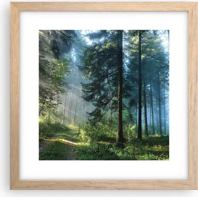 Produktbild von Gerahmtes Poster - Rahmen in heller Eiche - Wald Dämmerung die Sonne - 30x30 cm - Wand Bild - Wanddeko - Wandbilder - Kunstposter - Wandposter - Bilderrahmen - Bilder - Kunstdruck - P2NAC30x30-4398