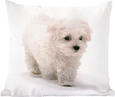 Produktbild von MuchoWow® Zierkissen Sofakissen Wohnzimmer Dekokissen 45x45 cm Niedlicher kleiner Malteserhund - Schlafpolster - Polster für das Sofa