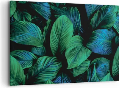 Produktbild von Bild auf Leinwand - Leinwandbild - Einteilig - Blätter Pflanzen Exotik - 100x70cm - Wand Bild - Wanddeko - Wandbilder - Leinwanddruck - Bilder - Wanddekoration - Leinwand bilder - AA100x70-5066