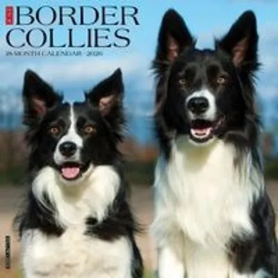Image de Calendrier mural 2026 Border Collies