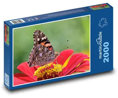 Obrázok produktu pre Puzzle 2000 Motýľ na kvete - martinpuzzle