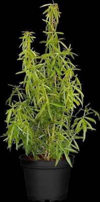 Produktbild von Choisya ternata 'Aztec Pearl', Orangenblume, weiß, 40–60 cm