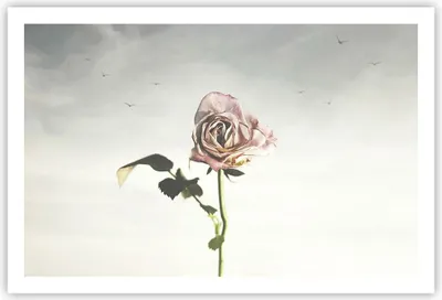 Produktbild von Poster - Poster ohne Rahmen - Rose Vögel Himmel - 91,5x61 cm - Wand Bild - Wanddeko - Wandbilder - Kunstposter - Wandposter - Bilder - Kunstdruck - Wanddekoration - Wandbild - P2XAA91x61-4509