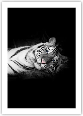 Produktbild von Poster - Poster ohne Rahmen - Weiß Tiger Schwarz und Weiß - 50x70 cm - Wand Bild - Wanddeko - Wandbilder - Kunstposter - Wandposter - Bilder - Kunstdruck - Wanddekoration - Wandbild - P2XPA50x70-4247