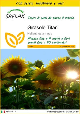 Immagine prodotto di SAFLAX Insieme di coltivazione - Girasole Titan - 20 semi - Helianthus