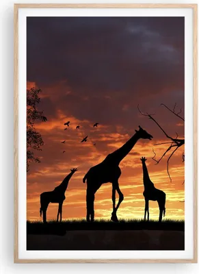 Produktbild von Gerahmtes Poster - Rahmen in heller Eiche - Giraffe Afrika Sonne Safari - 70x100 cm - Wand Bild - Wanddeko - Wandbilder - Wandposter - Bilderrahmen - Bilder - Kunstdruck - Wandbild - P2NPA70x100-0507