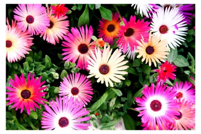 Produktbild von Mittagsblume Mesembryanthemum Garten-, Topf- und Balkonpflanze, Kleinwüchsig 15 cm Höhe