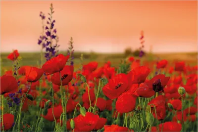 Produktbild von Wallario Poster - Mohnblumen auf dem Feld, Kunstdruck Größe: 61 x 91,50 cm