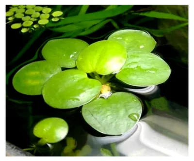 Produktbild von Froschbiss / Limnobium laevigatum - 2,5 cm, 7 Stück