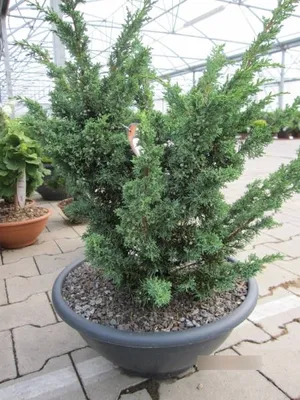Produktbild von Juniperus chinensis Blaauw - Blauer Zwergwacholder - 40-60