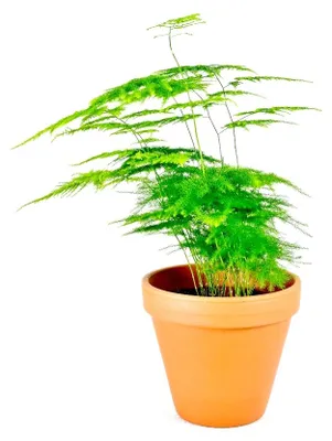 Obrázok produktu pre Gardners Asparagus plumosus, priemer 12 cm