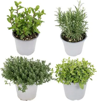 Image de Assortiment d'herbes aromatiques pour le jardin, 4 plantes, Ø 14 cm × 18 cm : basilic, romarin, persil, thym