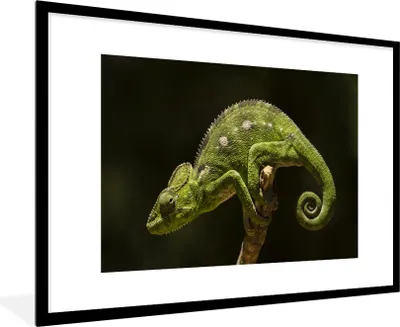 Produktbild von MuchoWow® MuchoWow® Gerahmtes Poster Ruhendes Chamäleon 90x60 cm - Poster mit zchwarzem Bilderrahmen - Wanddekoration - Fotos