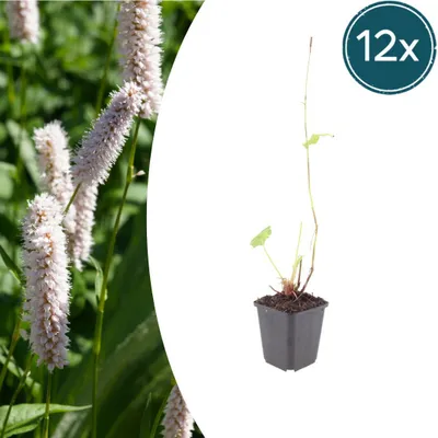 Produktbild von Persicaria bistorta 'Superba' | 12 Stück - 10-25cm - Ø9cm - Gartenpflanze