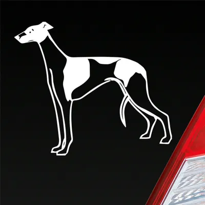 Produktbild von Auto Aufkleber Windhund Hund Dog Animal Tier 12x10 cm Weiss Matt Sticker Heckscheibenaufkleber
