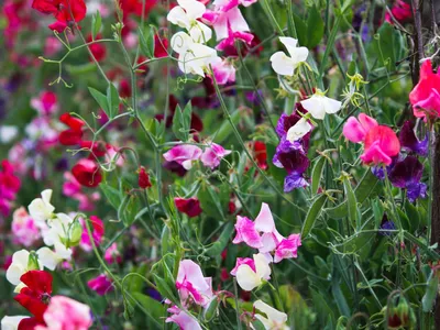 Image de 50 graines de pois de senteur (Lathyrus odoratus) | Plante grimpante parfumée pour le jardin – Fleurs – Graines de fleurs