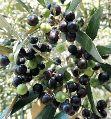 Produktbild von Olivenbaum 'KORONEIKI' 50-60 cm, Cont. 2 l